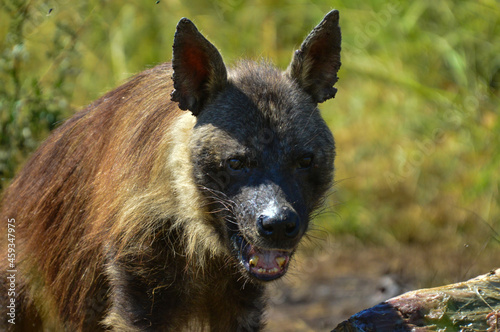 Brown Hyena ( Hyaena brunnea ) feeding on a dead carcass of a rhino in Pilanesberg national park photo