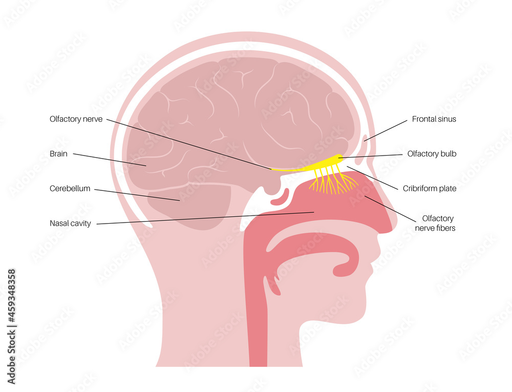 Olfactory Nerve Anatomy Stock Vector Adobe Stock