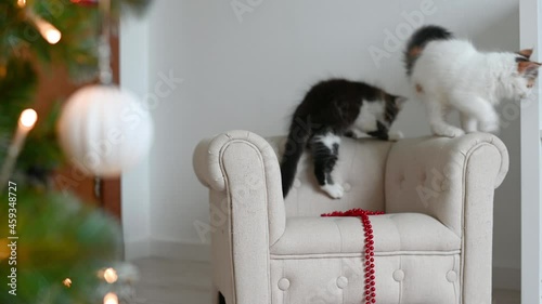 little cute funny kitten cat playing on armchair with christmas decorations at home. High quality 4k footage