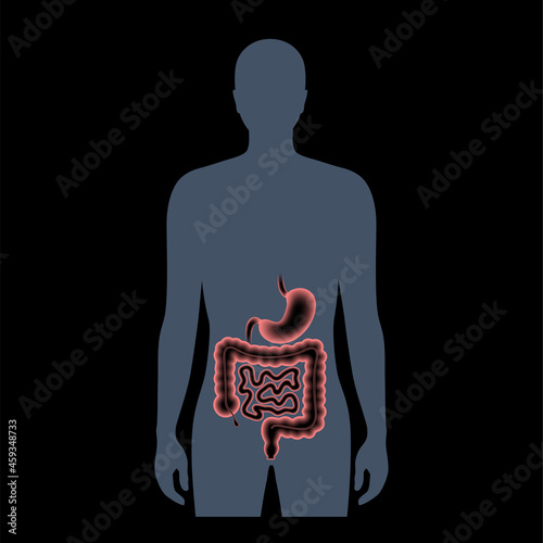 Digestive tract anatomy