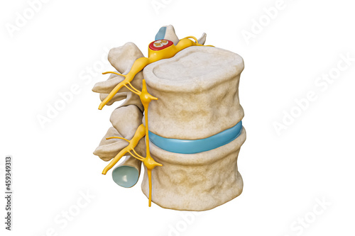 Human lumbar vertebrae with spinal cord and nerve isolated on white background 3D rendering illustration. Blank anatomical chart. Anatomy, medical and healthcare, science, medicine concepts.