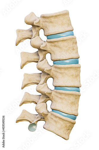 Normal five human lumbar vertebrae with discs isolated on white background 3D rendering illustration. Blank anatomical chart. Medical and healthcare, science, anatomy, medicine, backbone concepts. photo