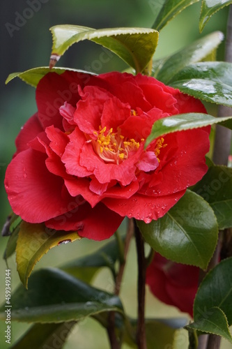 red kamelia flower