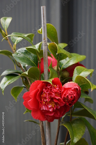 red kamelia in a garden