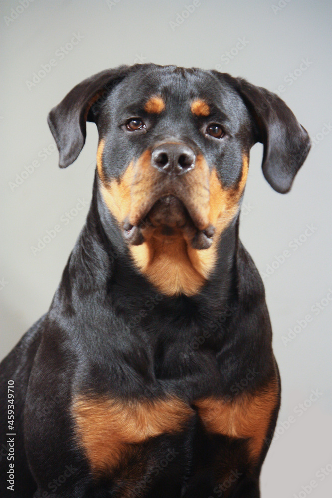 Young adult female purebred rottweiler posing