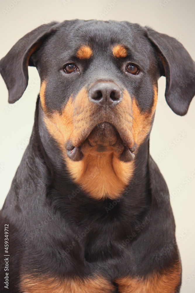 Young adult female purebred rottweiler posing