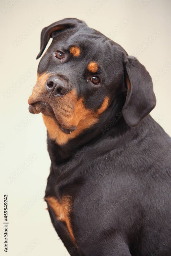 Fototapeta premium Young adult female purebred rottweiler posing