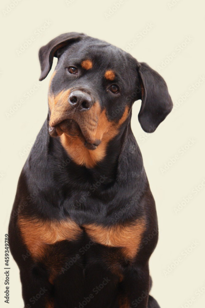 Young adult female purebred rottweiler posing Young adult female purebred rottweiler posing