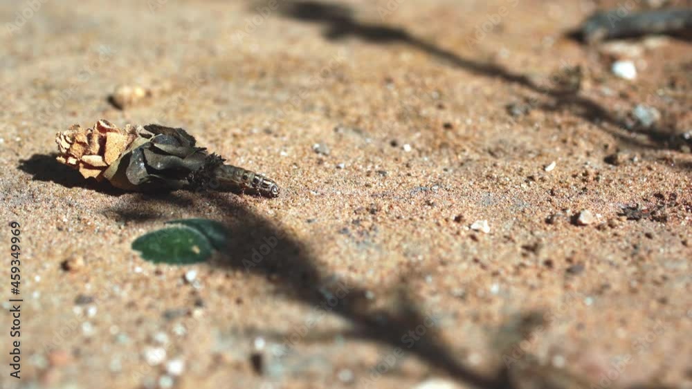 Bagworm moth caterpillar with a house made of dry rose, walking on the ground - 4k graded footage Bagworm moth caterpillar with a house made of dry rose, walking on the ground - 4k graded footage