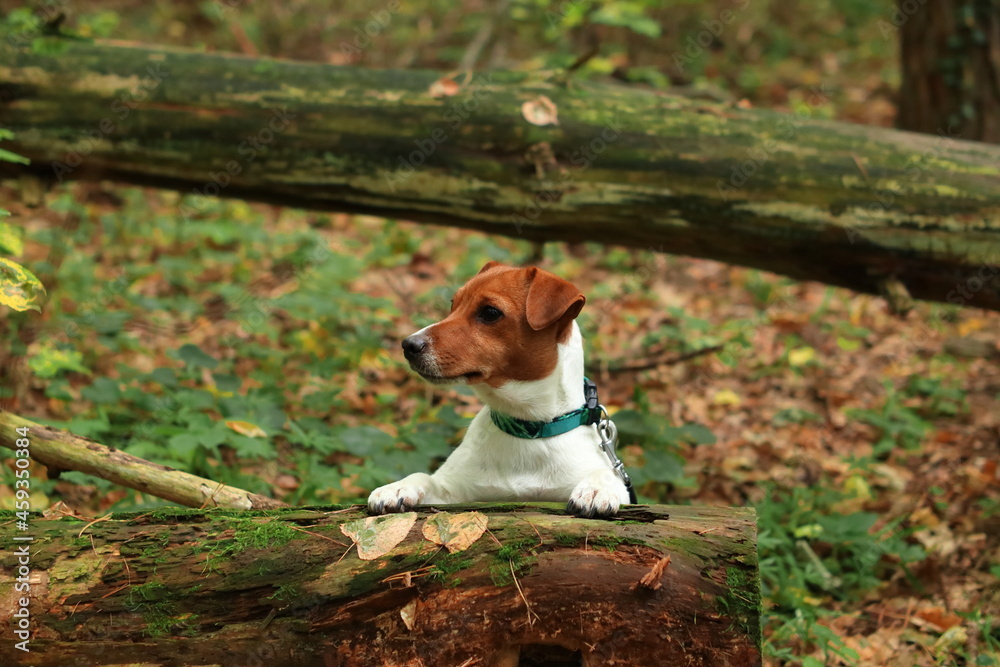 Pies w lesie wyglądający za drzewa. The dog in the forest that looks behind the trees. Jack Russell Terrier. - obrazy, fototapety, plakaty 