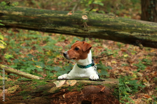 Pies w lesie wyglądający za drzewa. The dog in the forest that looks behind the trees. Jack Russell Terrier.