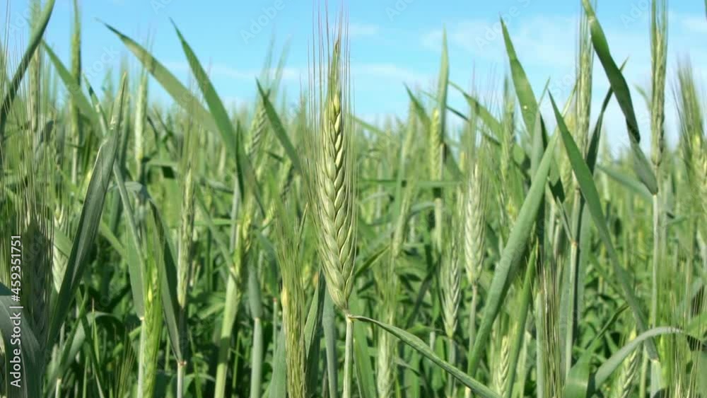 Slowmotion of beautiful ripening crop of green wheat landscape at rural countryside Spain. Wheat ears growing in agricultural field farm. Unripe cereals. Concept of healthy eating and organic food-Dan Slowmotion of beautiful ripening crop of green wheat landscape at rural countryside Spain. Wheat ears growing in agricultural field farm. Unripe cereals. Concept of healthy eating and organic food-Dan
