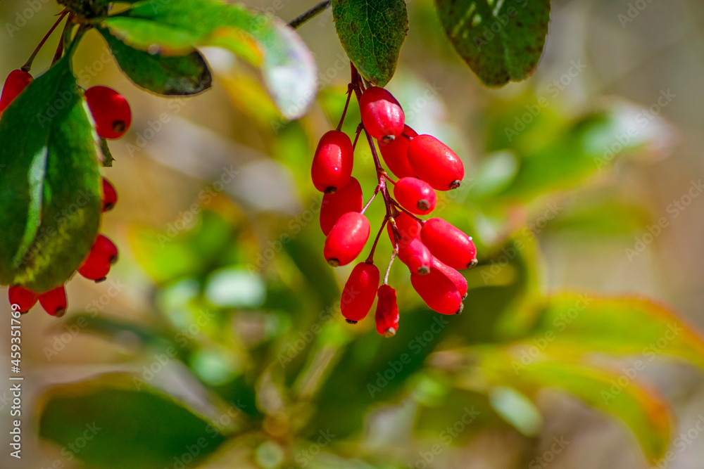 Rosehip bush with red fruits 