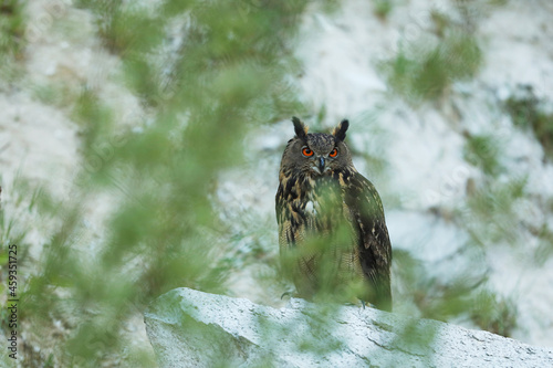 A big brown eared owl sits on the rock. Bubo bubo  close up. Eurasian eagle-owl