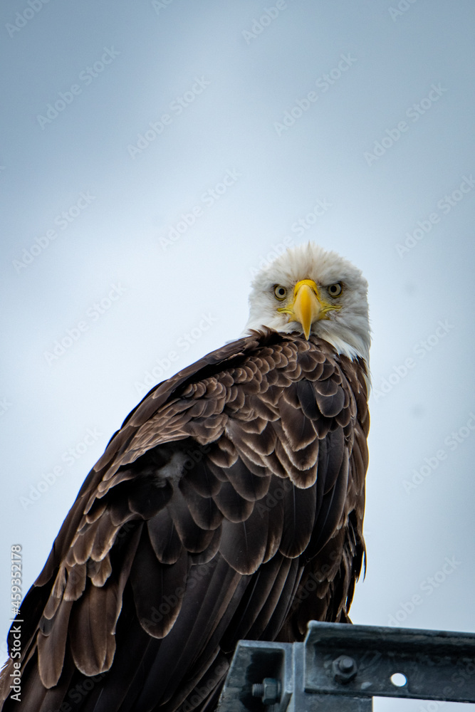 Obraz premium Bald Eagle watching