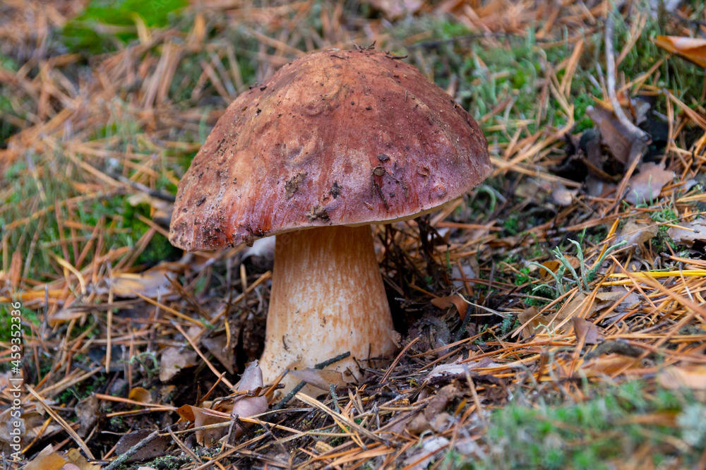 There is a beautiful edible white mushroom growing in the forest.Close-up of the mushroom. There is a beautiful edible white mushroom growing in the forest.Close-up of the mushroom.