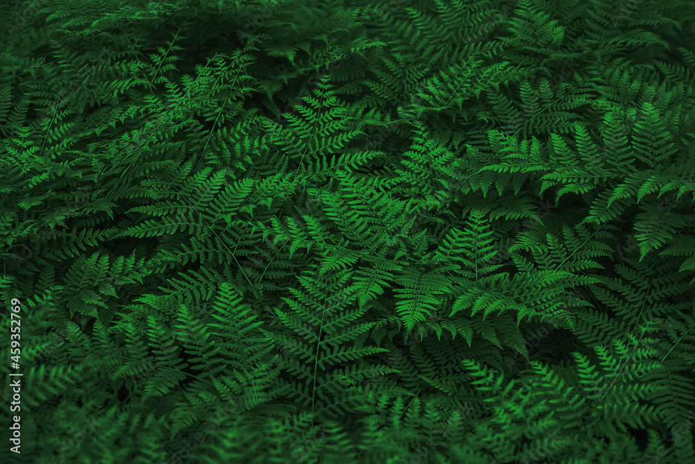 Abstract green leaf texture, fern nature background, dark tone