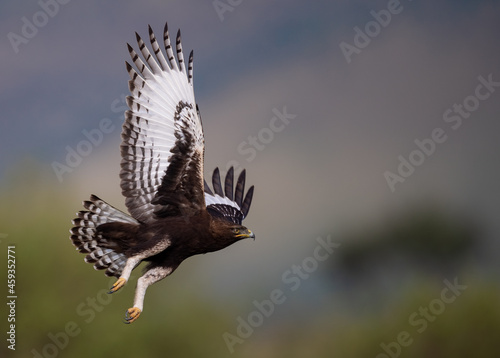 A Long-Crested Eagle in Africa 