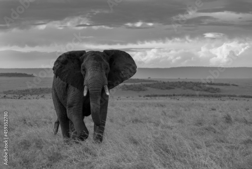 Canvas Print An Elephant in Africa