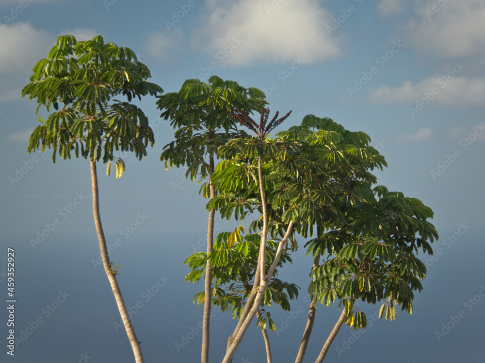 Fototapeta premium Tropical plants