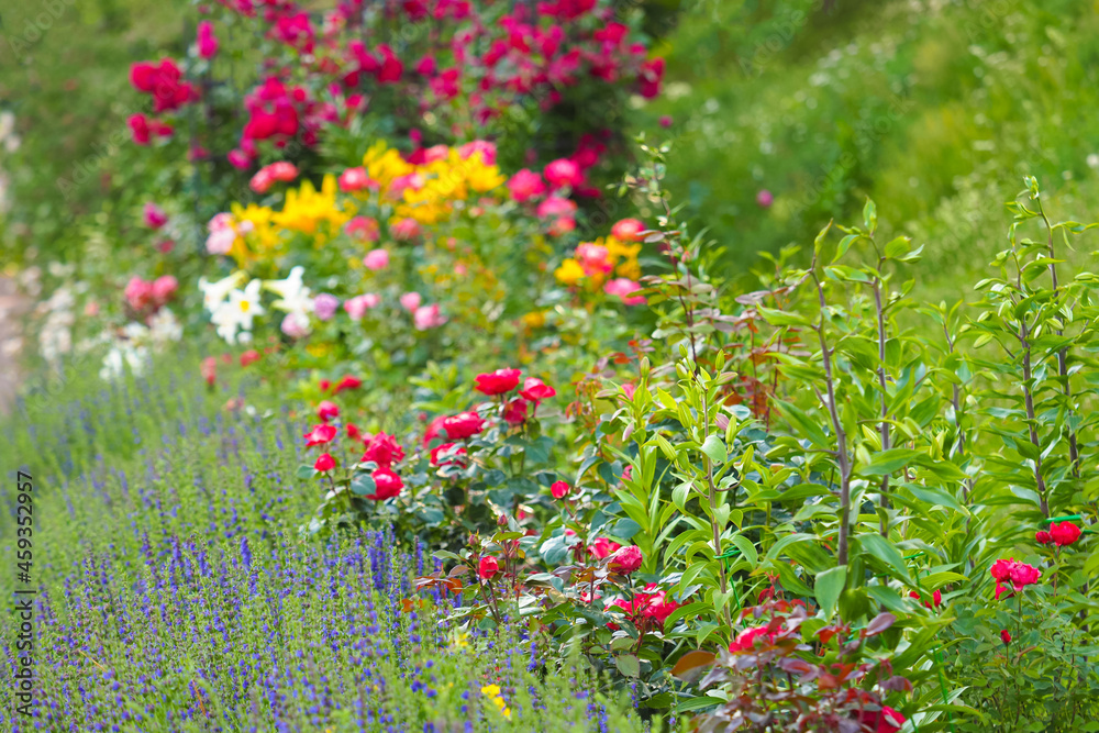Delightful flower bed in the summer park. Bright flower display around a garden path