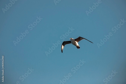 A seagull is high in the sky. Wild birds.