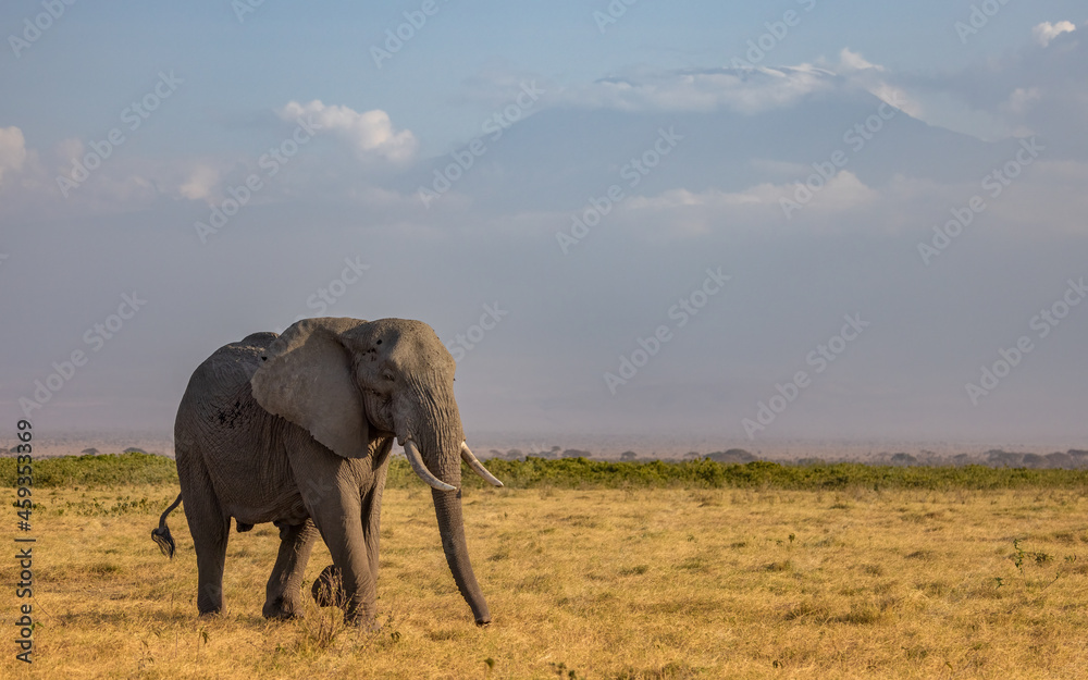 Fototapeta premium An Elephant in Africa