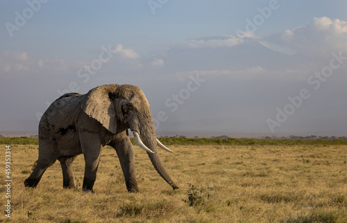 An Elephant in Africa