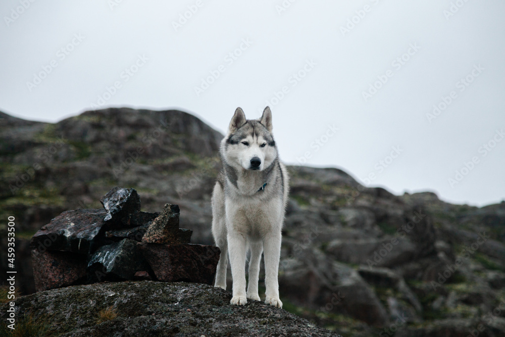 Fototapeta premium A gray dog stands on a stone cliff next to the Barents Sea