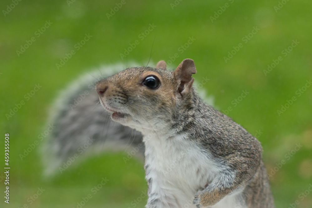 Obraz premium squirrel in the garden