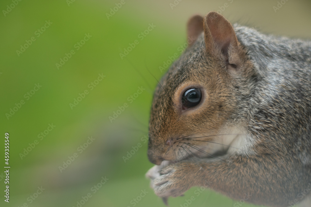 squirrel in the garden squirrel in the garden