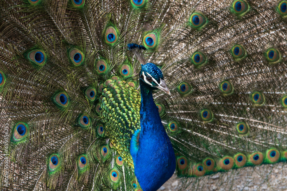 Fototapeta premium Pfau mit aufgestellten Federn