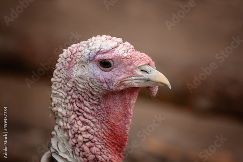 Portrait of turkey close-up. High quality photo