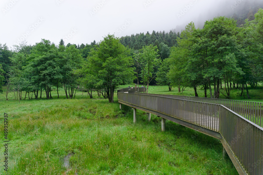 Footbridge with railing over a lake in the middle of a green forest