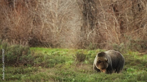 Wildlife conservation in Yelowstone National park, USA 4K wildlife. Huge grizzly mamma bear eating grass on the green forest meadow. Brown bear or ursa bear one of the largest land mammal predators.  photo