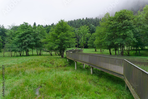 Footbridge with railing over a lake in the middle of a green forest