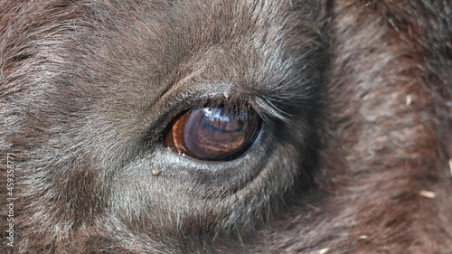 bison eye3
