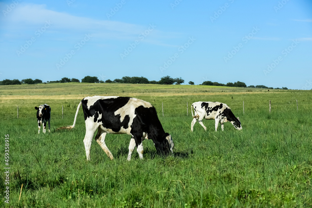 Cattle in Argentine countryside,La Pampa Province, Argentina.