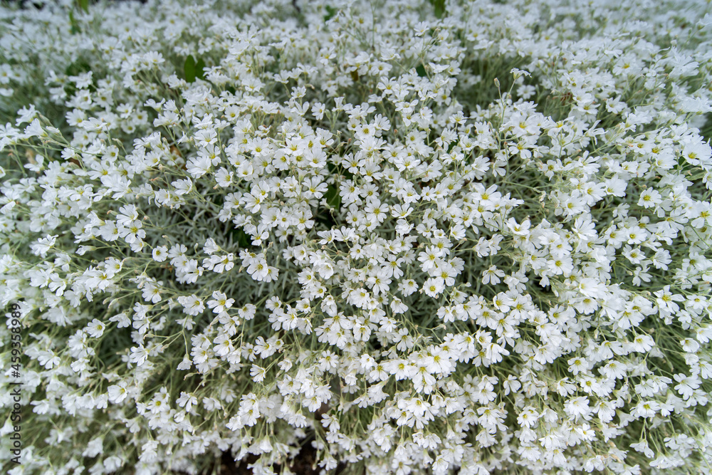 Meer aus Pflanzen, Hecken, Sträucher und Blumen Meer aus Pflanzen, Hecken, Sträucher und Blumen
