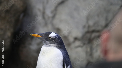 portrait of penguin