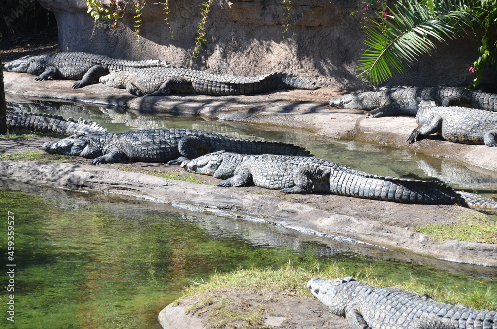 Crocodiles sunbathing. Crocodiles sunbathing.