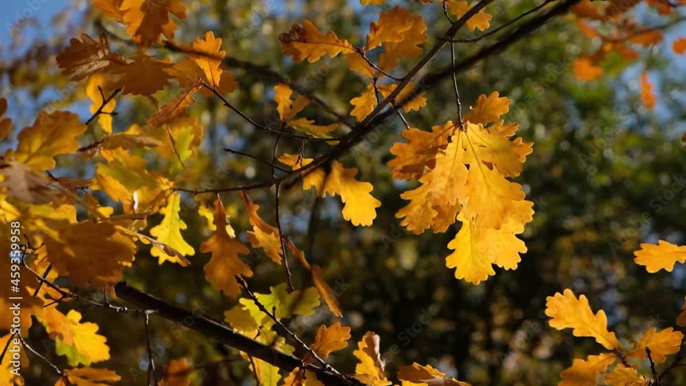 Autumn Leaves swinging on a tree in autumnal Park. Fall. Autumn colorful park. Sun flare. Autumn Leaves swinging on a tree in autumnal Park. Fall. Autumn colorful park. Sun flare.