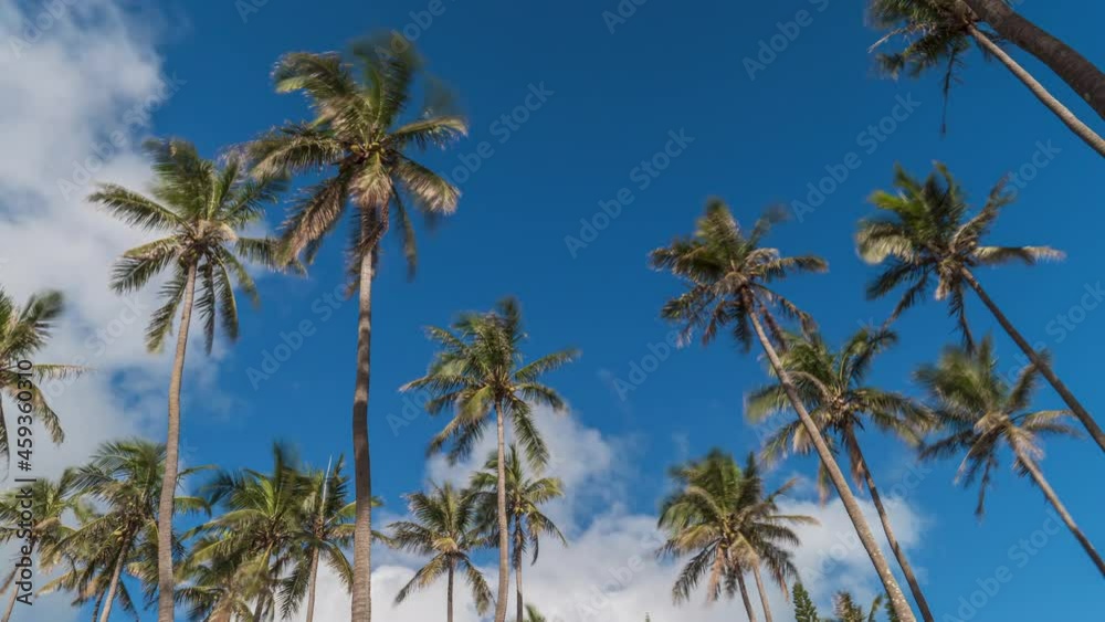A cloudscape above the coconut trees as if watching the sky from a tropical beach paradise - time lapse A cloudscape above the coconut trees as if watching the sky from a tropical beach paradise - time lapse
