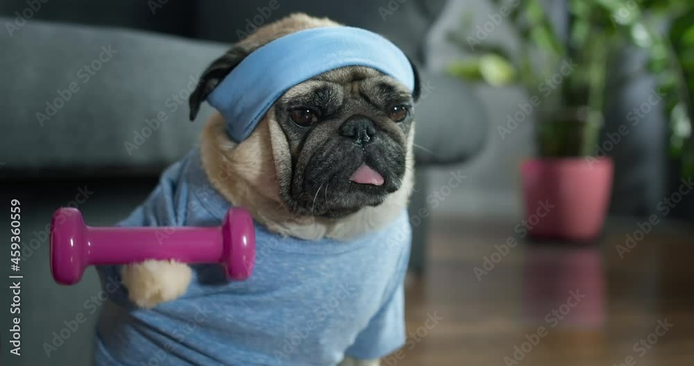 Funny cute pug dog do fitness, workout at home. Dumbbell in the paw, doing dumbbells exercise. Dog lifting weight to training biceps. Funny dog sport concept. Cute face.