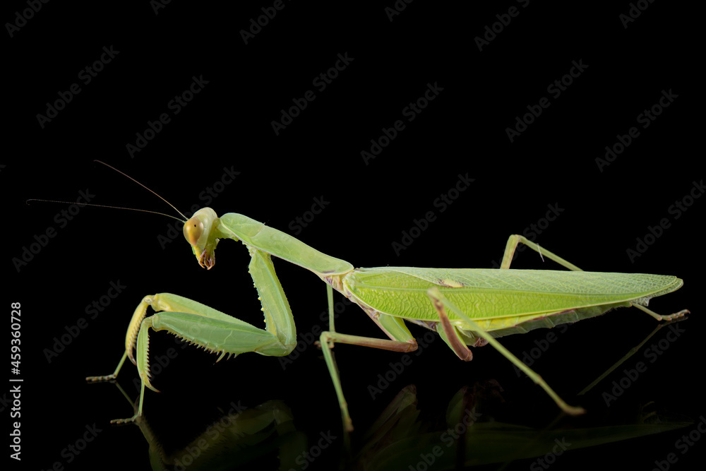 Mantis ordinary or mantis religious, isolated on black background Mantis ordinary or mantis religious, isolated on black background