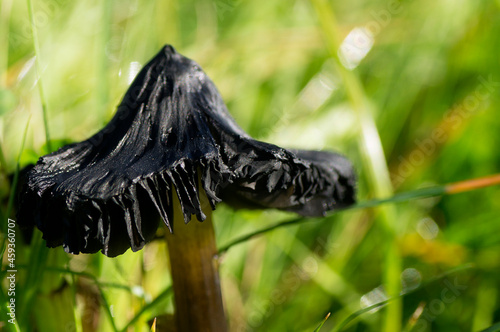 Blackening Waxcap - Hygrocbe conica photo