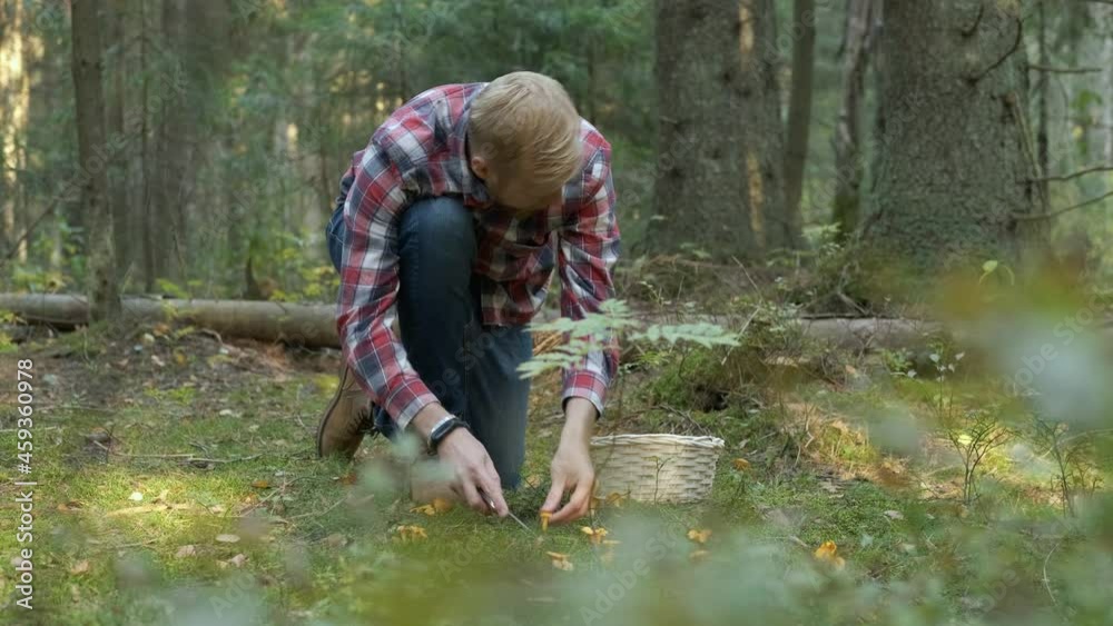 a man cuts chanterelle mushrooms into a basket in the forest a man cuts chanterelle mushrooms into a basket in the forest