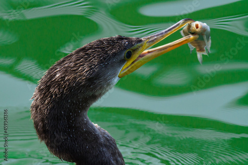 Cormorán pescando en una laguna 