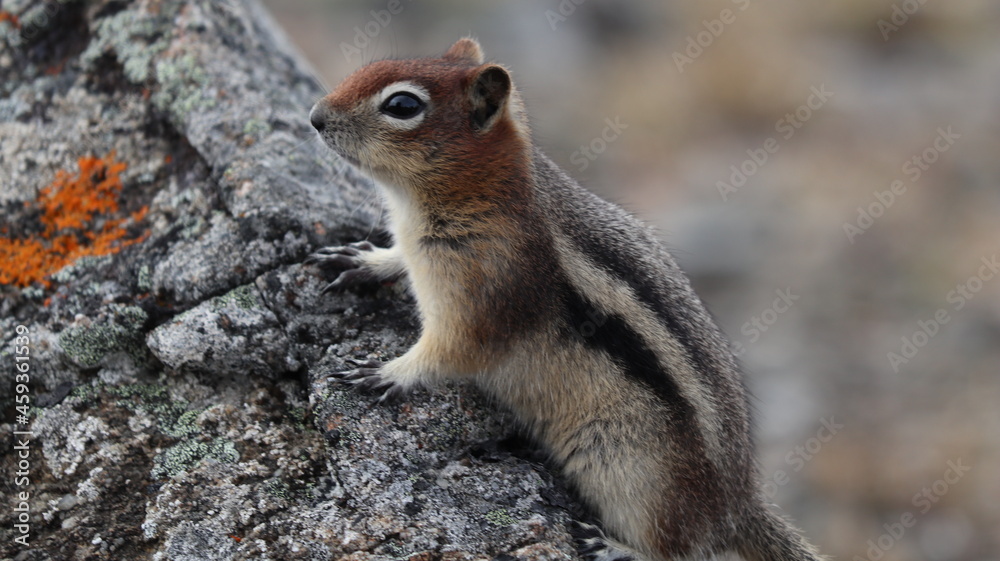 Alpine Chipmunk 2 Alpine Chipmunk 2