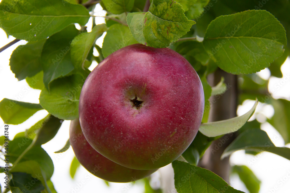 Red apple in a an apple tree Red apple in a an apple tree